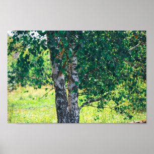 Grönt Birch Träd Löv Natur Poster