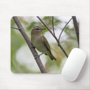 Grönt Bird, Red-Eyed Vireo, kanadensiska fotografi Musmatta