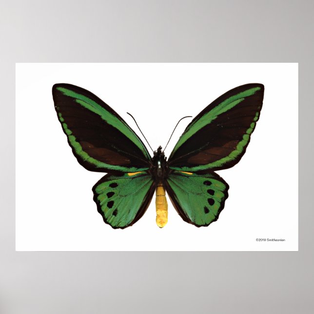 Grönt Birdwing Butterfly Poster (Framsidan)