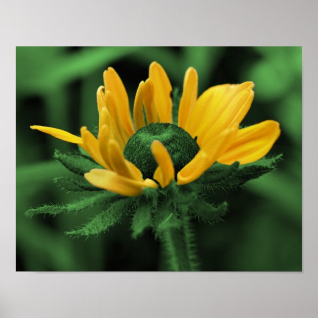 Grönt Black Eyed Susan Abstrakt Flower Art Poster (Framsidan)
