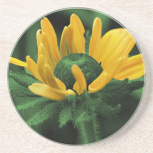 Grönt Black Eyed Susan Blommigt Underlägg