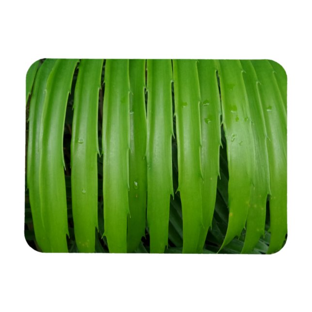 Grönt Blad 3"x4" magnet (Horisontell)