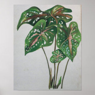 Grönt blad botaniskt väggkonsttryck poster