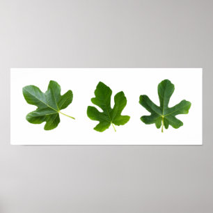 Grönt blad closeup isolerat på vit bakgrund poster
