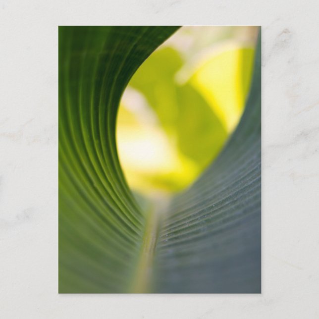 Grönt blad vykort (Framsida)