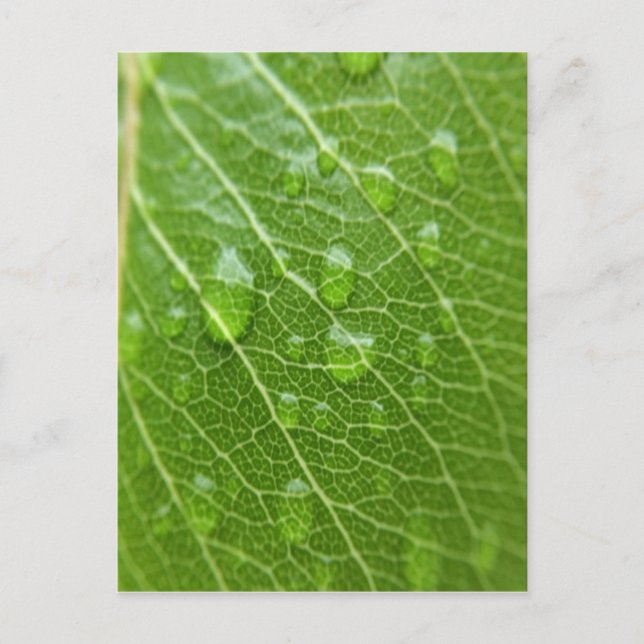 Grönt blad vykort (Framsida)