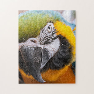Grönt, blått och Gult Macaw Parrot Pussel