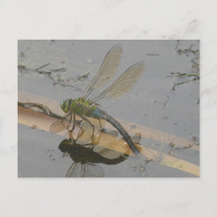 Grönt-Blue Dragonfly DIY-vykort Vykort