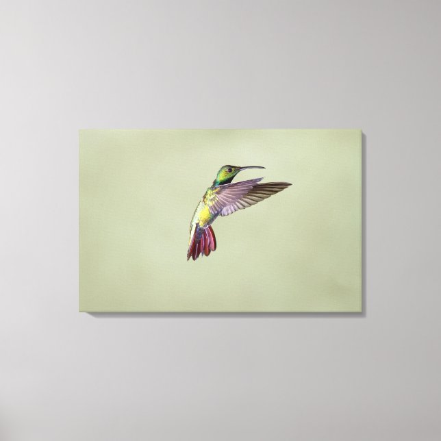 Grönt-bröstad Mango Hummingbird Anthracocorax 2 Canvastryck (Framsida)