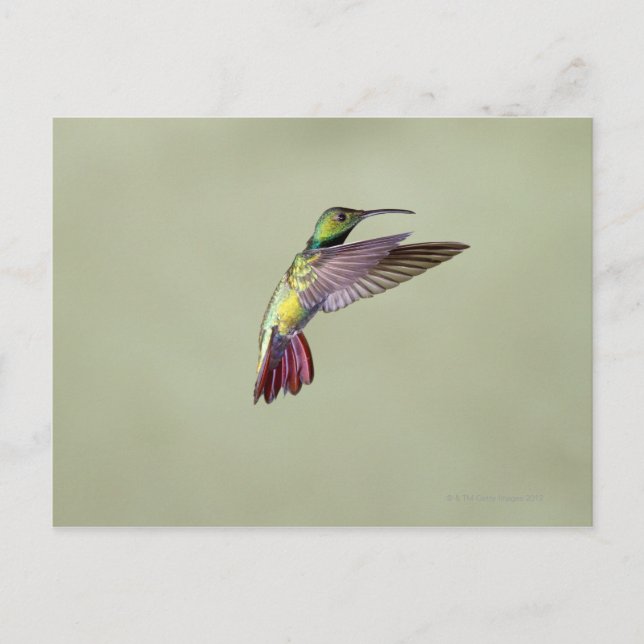 Grönt-bröstad Mango Hummingbird Anthracocorax 2 Vykort (Framsida)