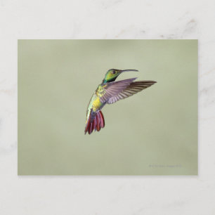 Grönt-bröstad Mango Hummingbird Anthracocorax 2 Vykort