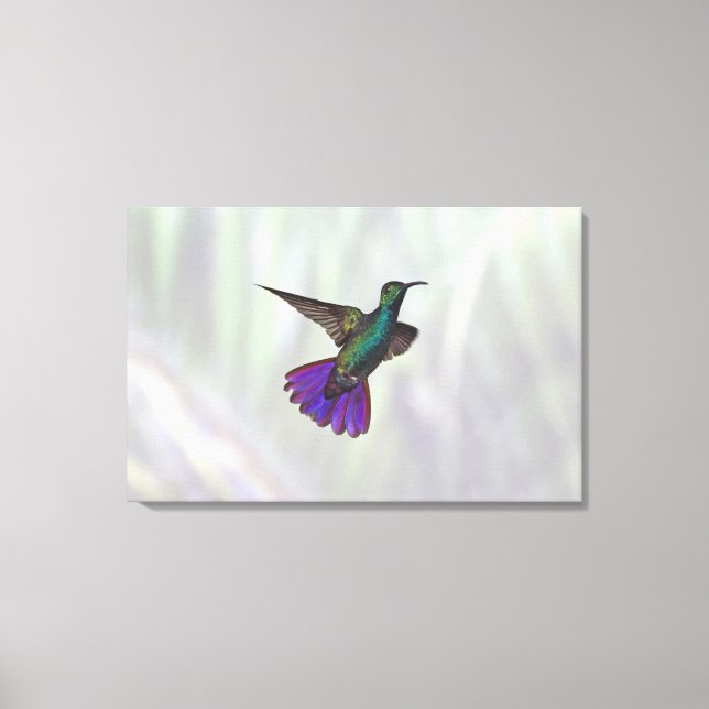 Grönt-bröstad Mango Hummingbird Anthracocorax Canvastryck (Framsida)