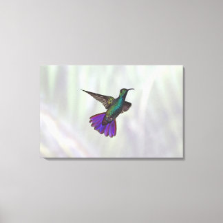 Grönt-bröstad Mango Hummingbird Anthracocorax Canvastryck