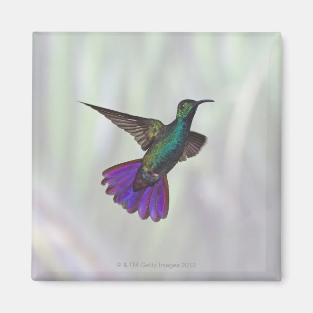 Grönt-bröstad Mango Hummingbird Anthracocorax Magnet (Framsidan)