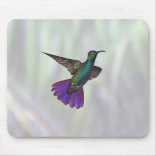 Grönt-bröstad Mango Hummingbird Anthracocorax Musmatta
