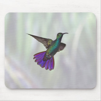 Grönt-bröstad Mango Hummingbird Anthracocorax Musmatta