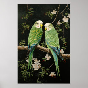 Grönt Budgerigars par Poster