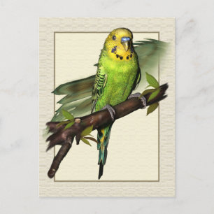 Grönt Budgie Art-vykort Vykort