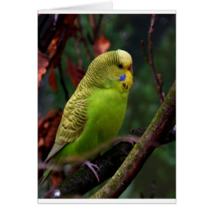 Grönt Budgie Hälsningskort