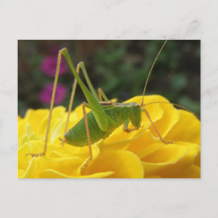 Grönt Bush Cricket-vykort Vykort