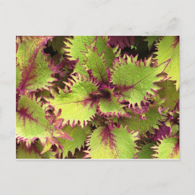 Grönt buss-vykort vykort (Framsida)