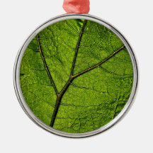 Grönt Butterbur Löv