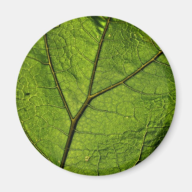 Grönt Butterbur Löv Magnet (Framsidan)