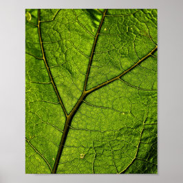Grönt Butterbur Löv Poster