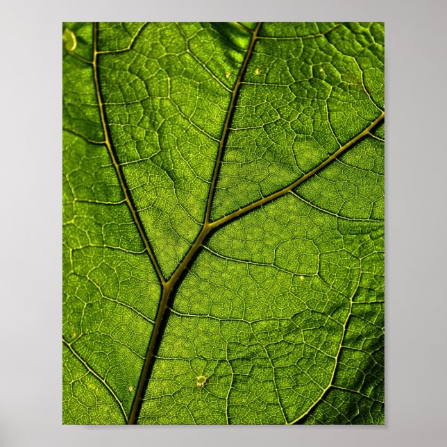 Grönt Butterbur Löv Poster (Framsidan)