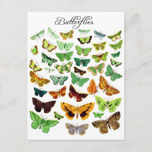 Grönt Butterfly Collection Vykort