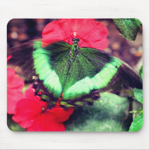 Grönt Butterfly Nature Musmatta