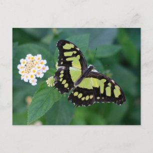 Grönt Butterfly Vykort