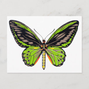 Grönt Butterfly Vykort