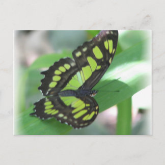 Grönt Butterfly-vykort Vykort