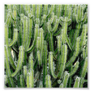 Grönt Cactus Cacti Plant Fototryck