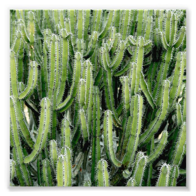 Grönt Cactus Cacti Plant Fototryck (Framsidan)