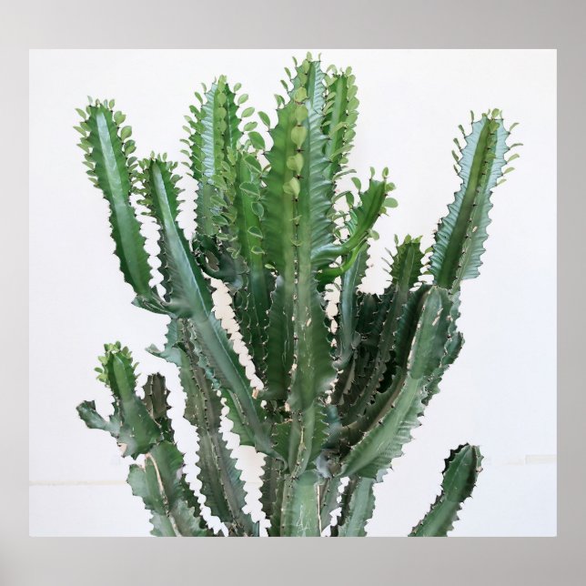 Grönt Cactus: Minimalistisk vit bakgrund Poster (Framsidan)