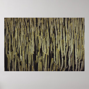 Grönt cactus tapet poster