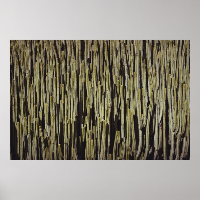 Grönt cactus tapet poster (Framsidan)