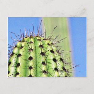Grönt Cactus Thorns Vykort