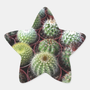 Grönt cactus växter stjärnformat klistermärke