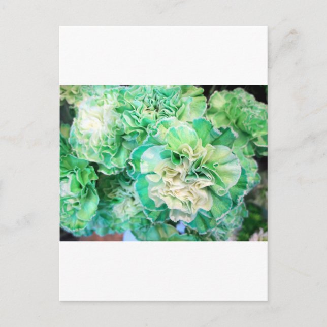 Grönt Carnation Vykort (Framsida)