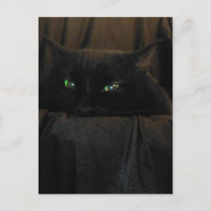 Grönt Cat Ögon vykort
