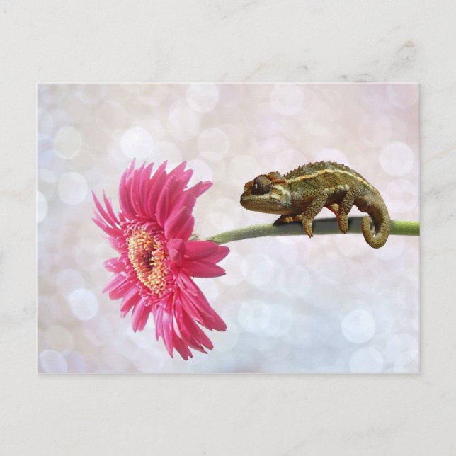 Grönt chameleon på rosa Blommor Vykort (Framsida)