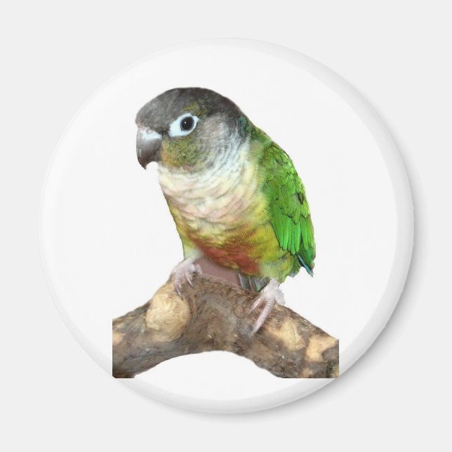 Grönt Cheek Conure Magnet (Framsidan)