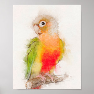Grönt Cheek Conure Porträtt Poster