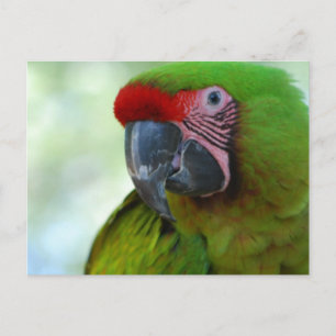 Grönt Cheek Conure Postcard Vykort