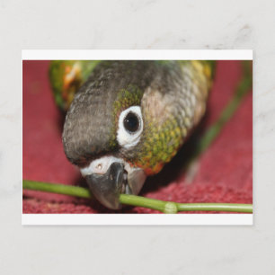 Grönt Cheek Conure Vykort