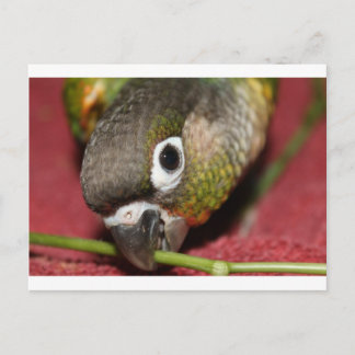 Grönt Cheek Conure Vykort