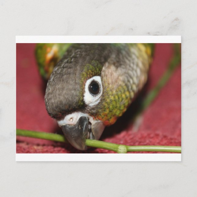 Grönt Cheek Conure Vykort (Framsida)